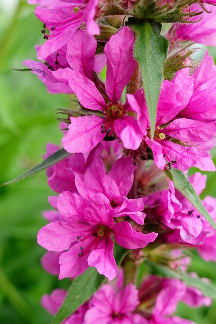 Lythrum salicaria