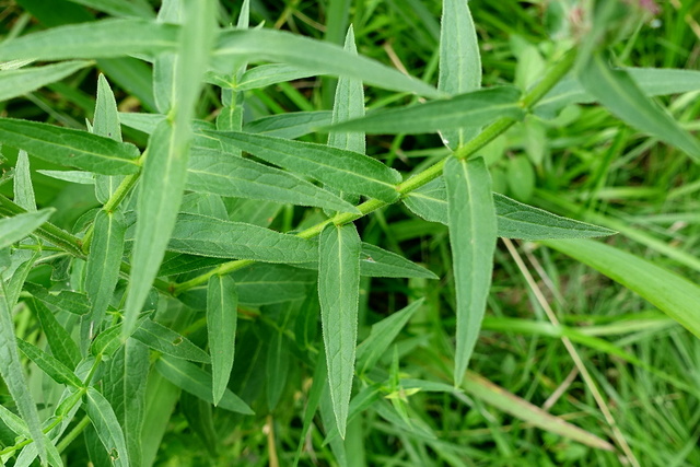 Lythrum salicaria - leaves