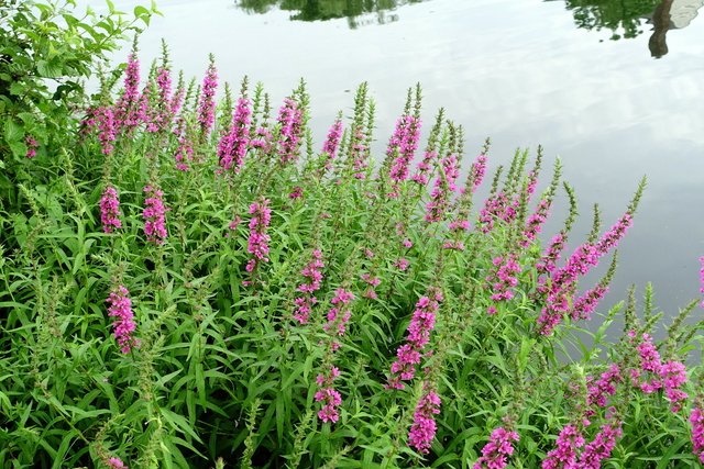 Lythrum salicaria - plants