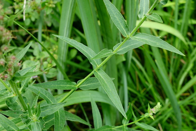 Lythrum salicaria - stem