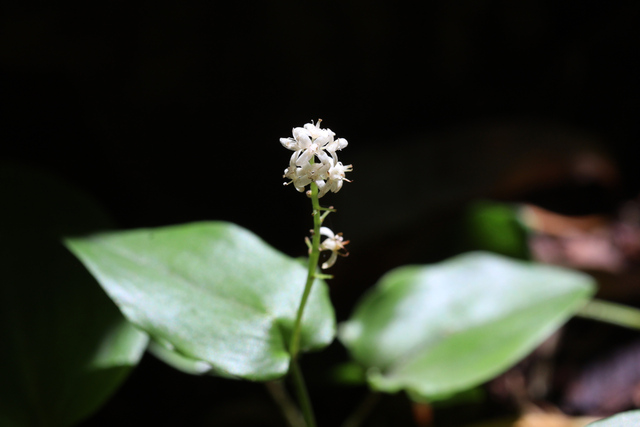 Maianthemum canadense