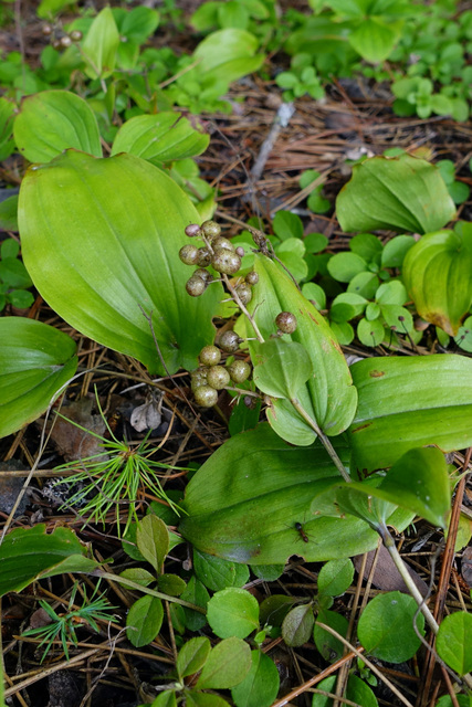 Maianthemum canadense - fruit