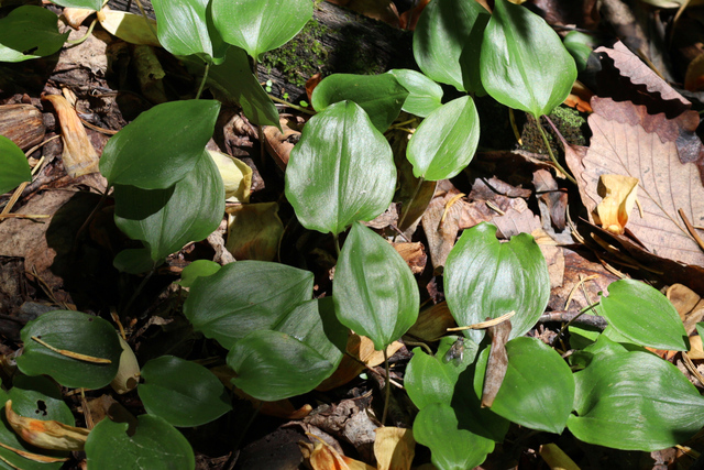 Maianthemum canadense - leaves