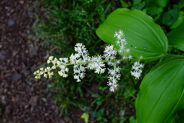 Maianthemum racemosum