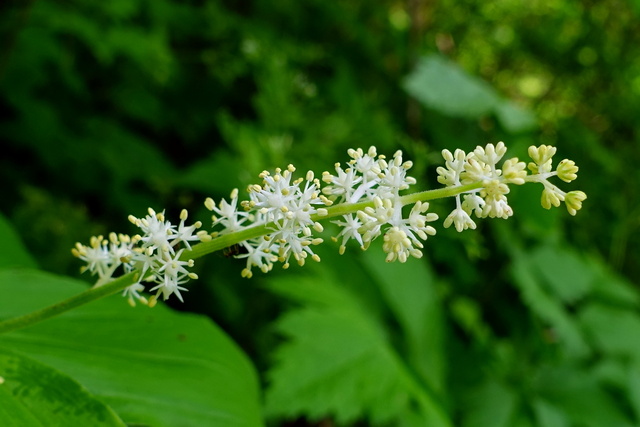 Maianthemum racemosum