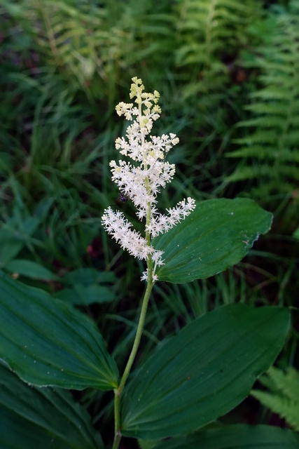 Maianthemum racemosum