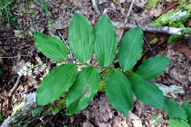 Maianthemum racemosum - plant