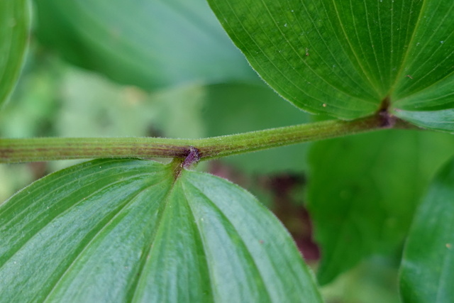 Maianthemum racemosum - stem