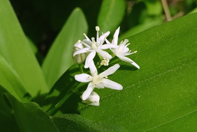 Maianthemum stellatum