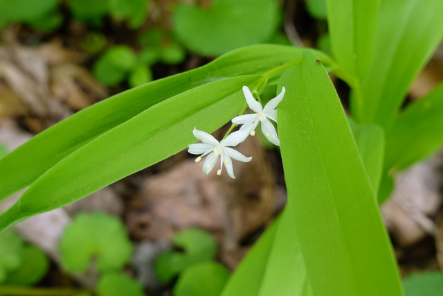 Maianthemum stellatum