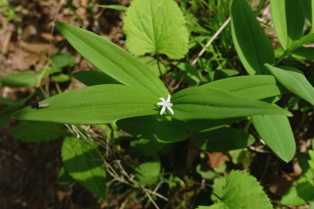 Maianthemum stellatum - plant