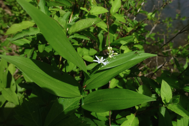 Maianthemum stellatum - plant