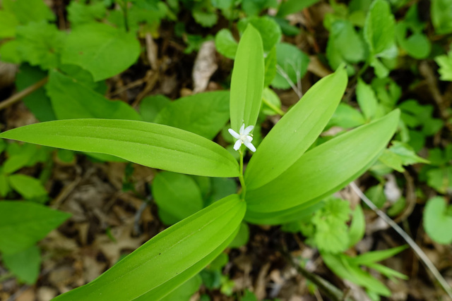 Maianthemum stellatum - plant