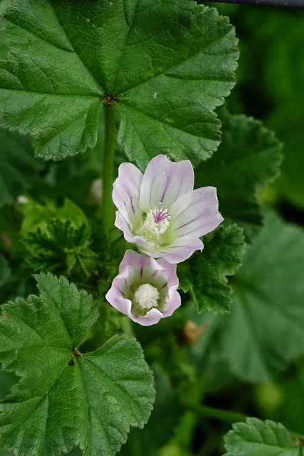 Malva neglecta