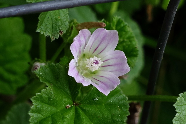 Malva neglecta