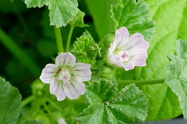 Malva neglecta