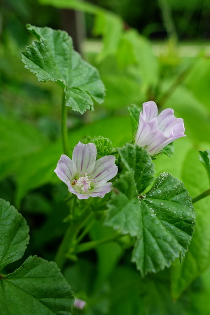 Malva neglecta