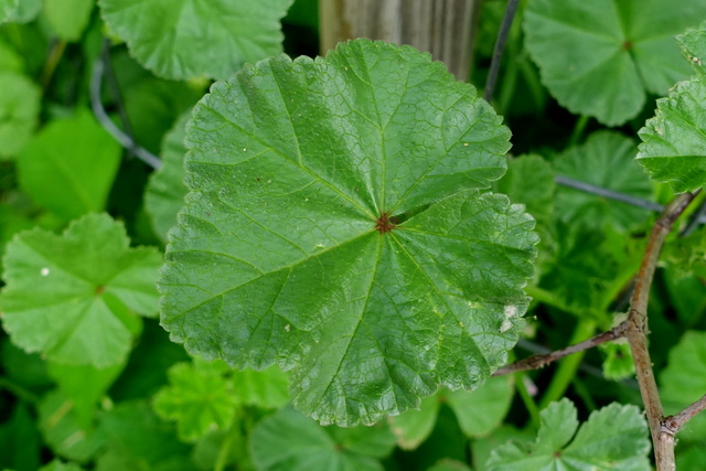 Malva neglecta - leaves