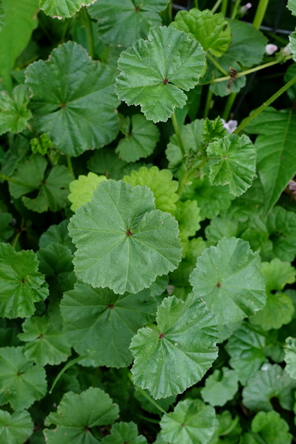 Malva neglecta - leaves