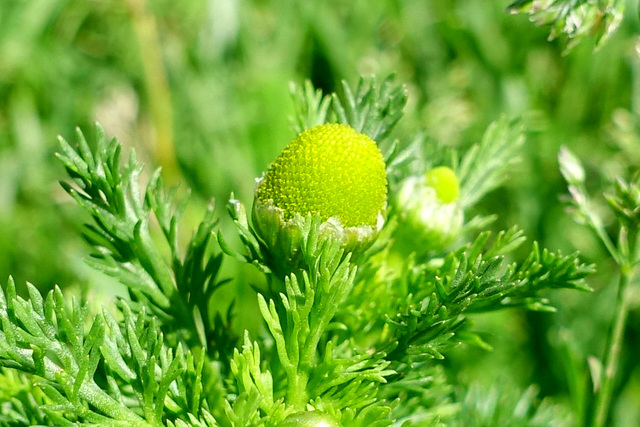 Matricaria discoidea