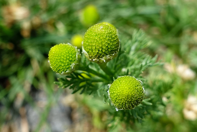 Matricaria discoidea