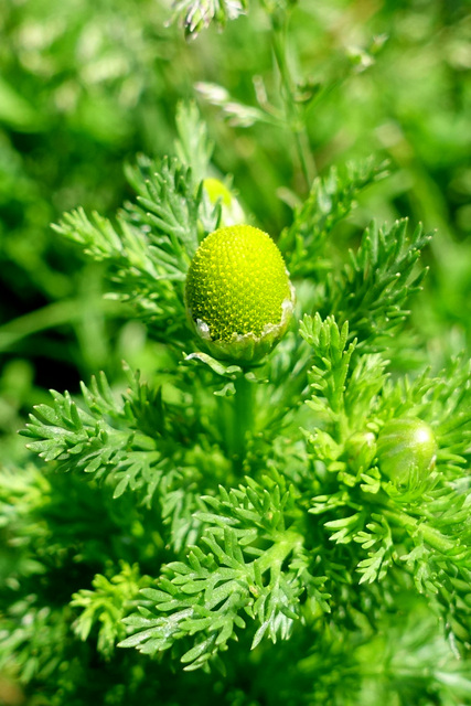 Matricaria discoidea