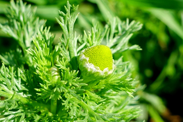 Matricaria discoidea