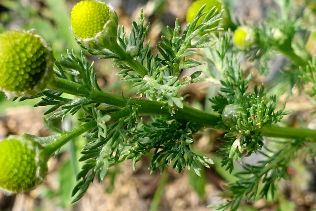 Matricaria discoidea - leaves