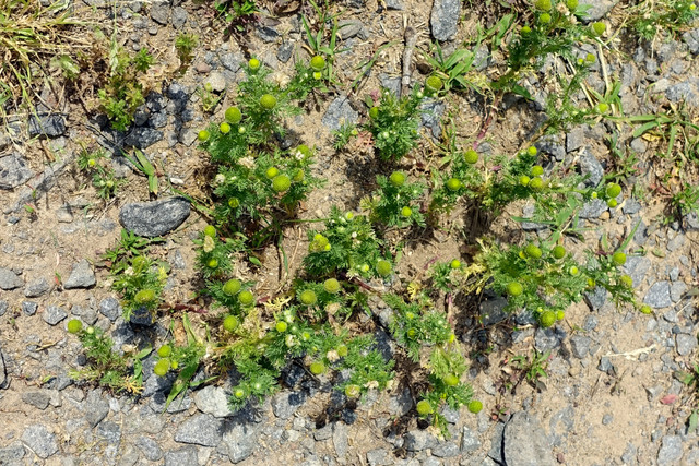 Matricaria discoidea - plants