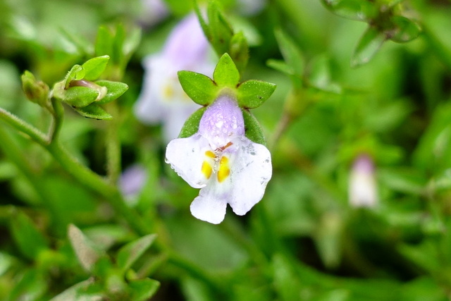 Mazus pumilus