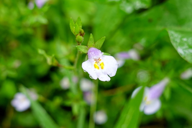 Mazus pumilus