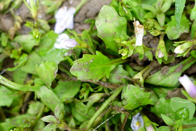 Mazus pumilus - leaves