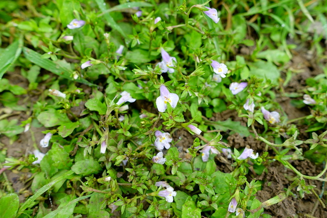 Mazus pumilus - plants