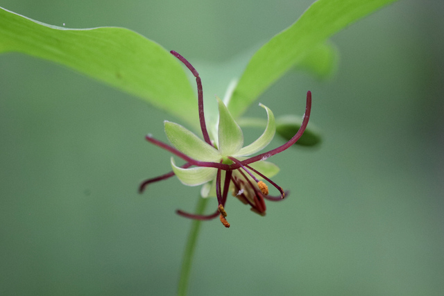 Medeola virginiana