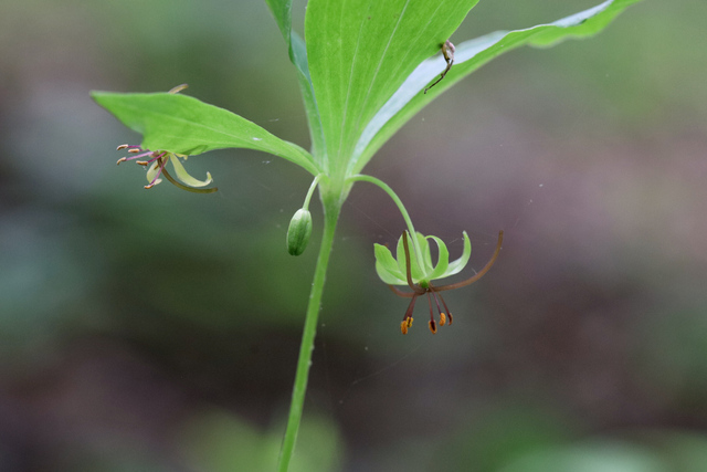 Medeola virginiana