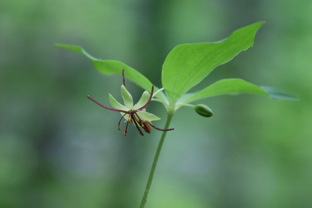 Medeola virginiana