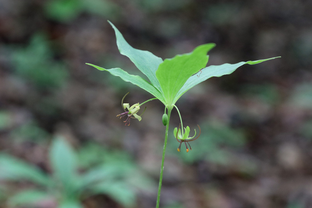 Medeola virginiana