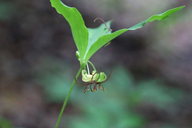 Medeola virginiana