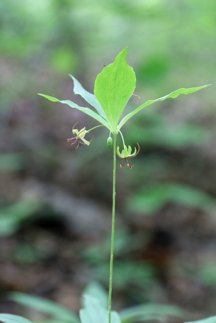 Medeola virginiana