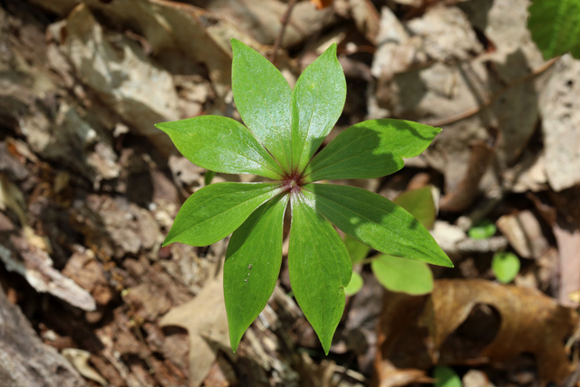 Medeola virginiana - leaves