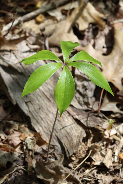 Medeola virginiana - leaves