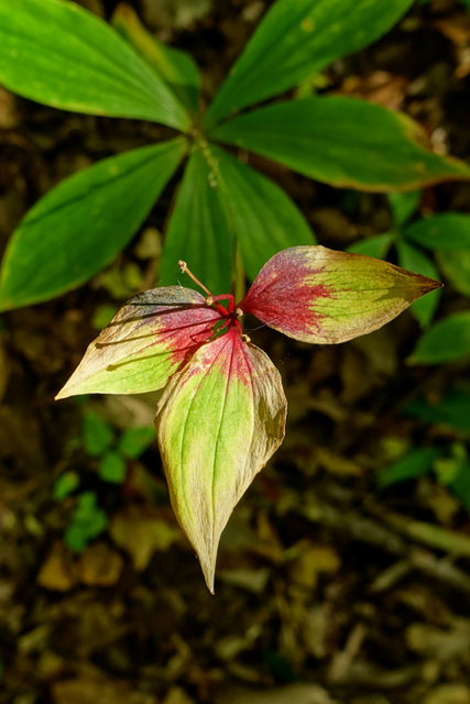 Medeola virginiana - leaves