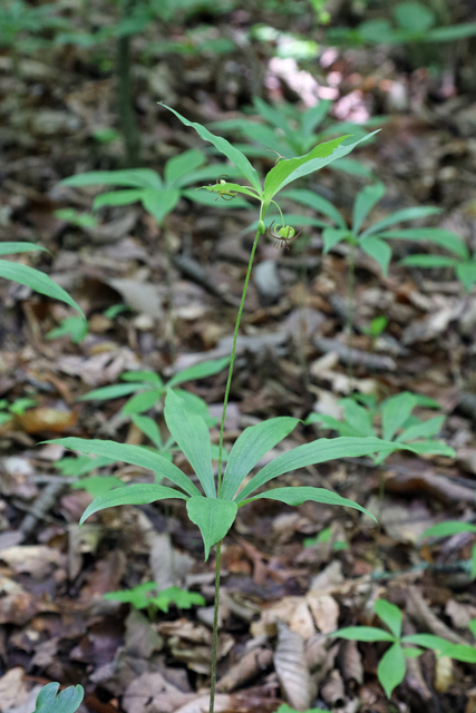 Medeola virginiana - plant