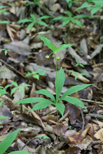 Medeola virginiana - plant