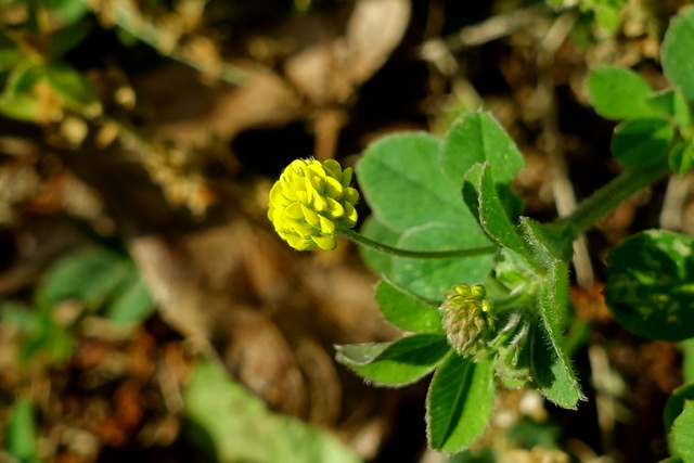 Medicago lupulina