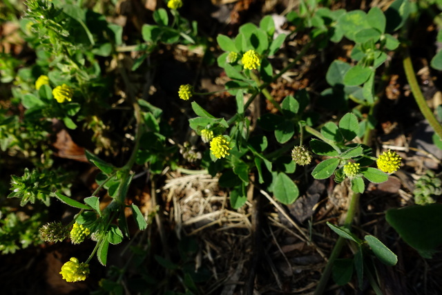 Medicago lupulina