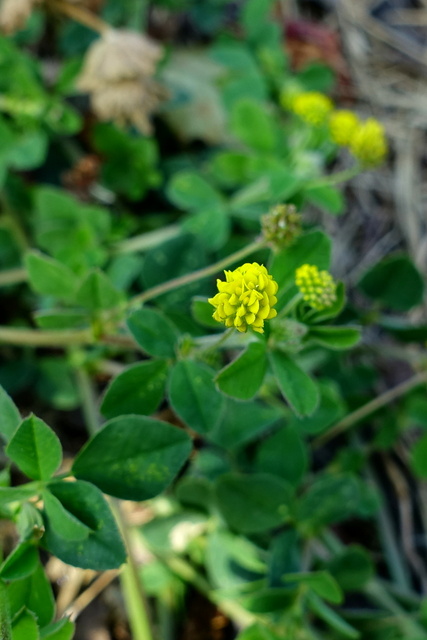 Medicago lupulina