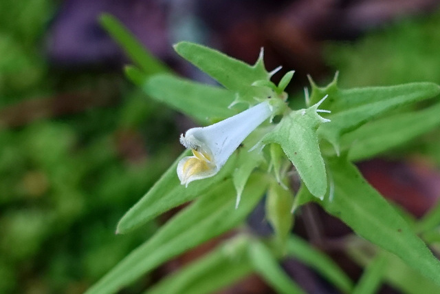 Melampyrum lineare