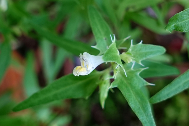 Melampyrum lineare