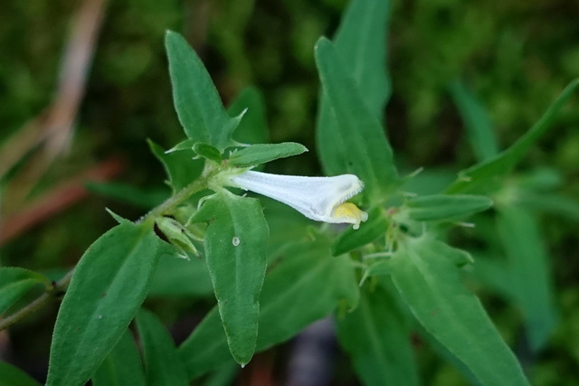 Melampyrum lineare